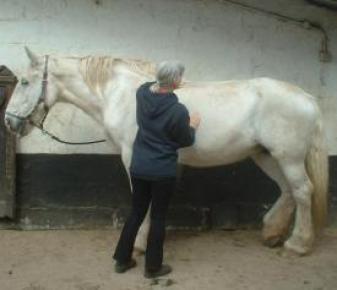 Equine_Reiki_14.9.12_001_5040.JPG